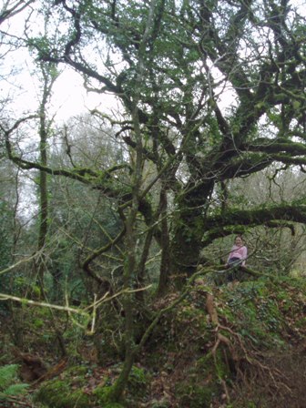 Friends of the Irish Environment - FIE welcomes Cascade Wood protection