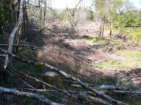 Broadleaf felling
