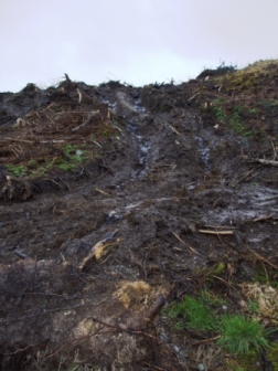 Castletownbere rutting