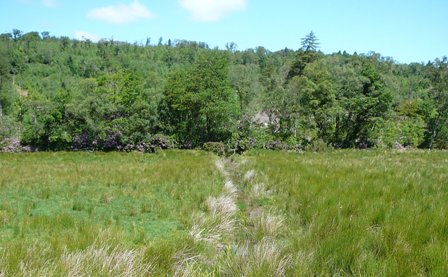 Forestry Clearfelling